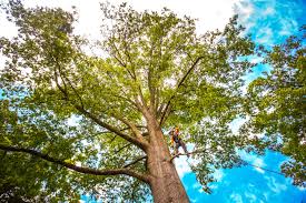 How Our Tree Care Process Works  in  Berthoud, CO