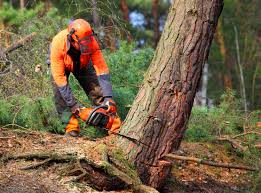 Best Leaf Removal  in Berthoud, CO