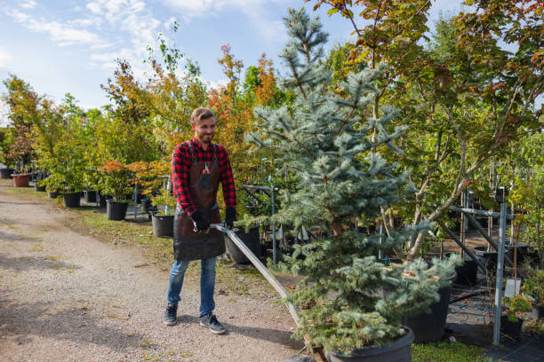 Berthoud, CO Tree Removal Company