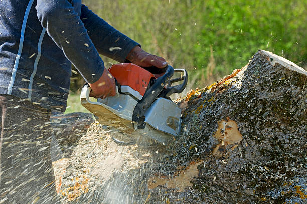 Best Hazardous Tree Removal  in Berthoud, CO
